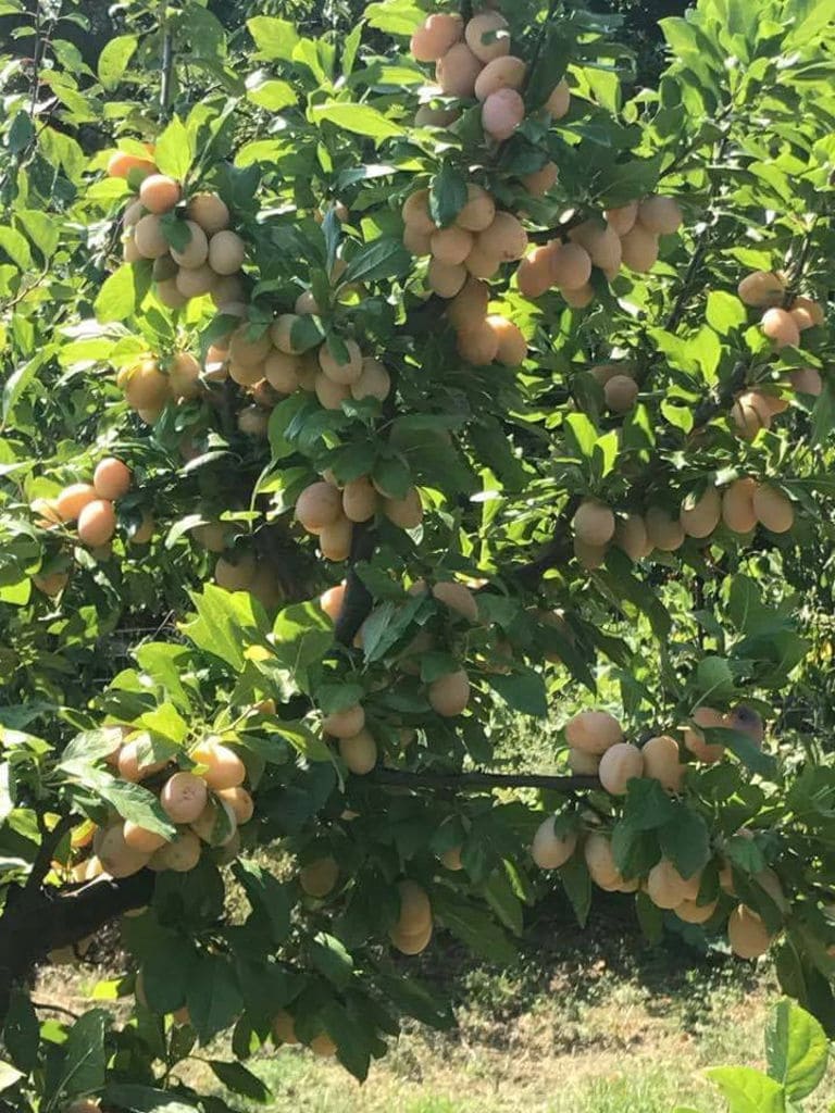branches with white prunes at 'Gripioti Farm'